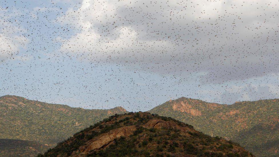 UN calls for locust assistance in East Africa