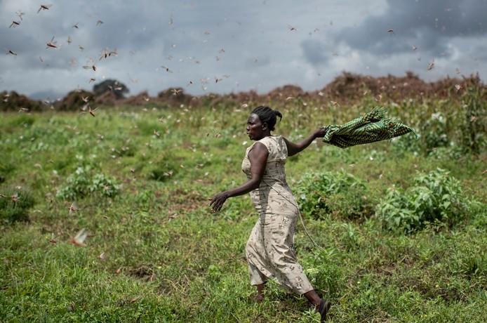 New locust plague threatens East Africa despite corona crisis
