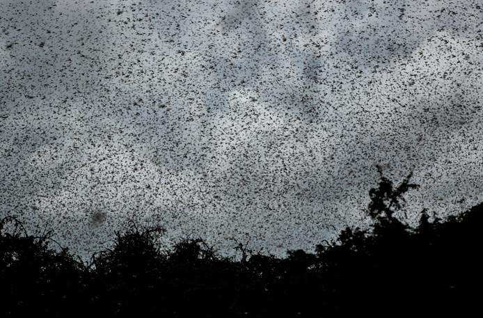 New locust plague threatens East Africa despite corona crisis