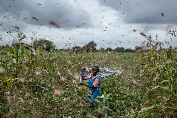 Hundreds of millions of locusts are eating Kenya dry