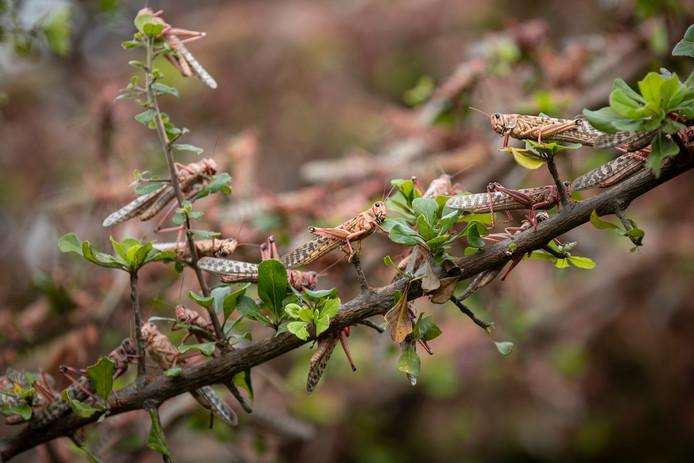 Hundreds of millions of locusts are eating Kenya dry