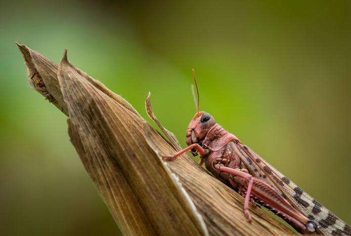 Hundreds of millions of locusts are eating Kenya dry