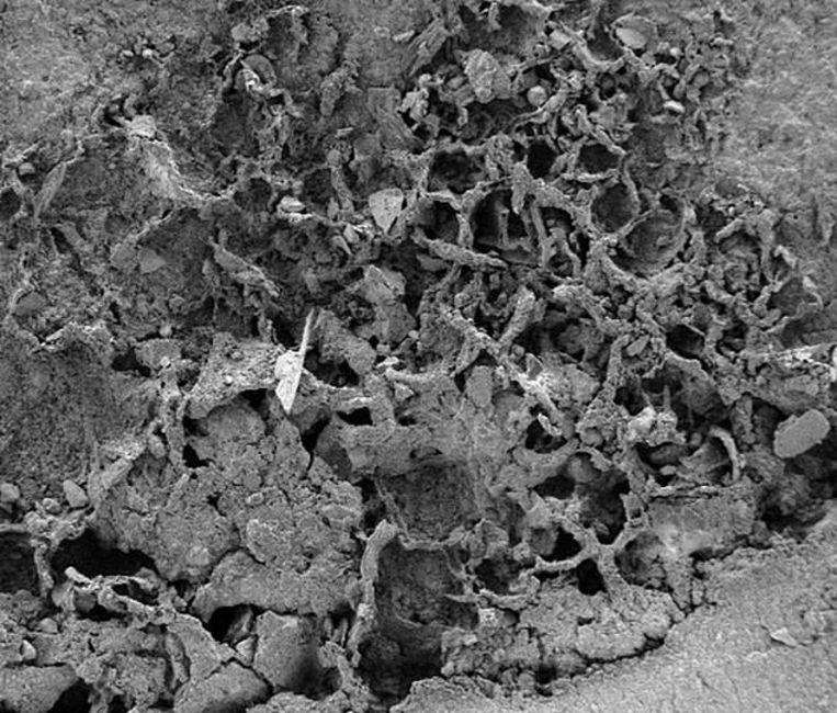 Oldest mushroom discovered in Congo: 810 million years old