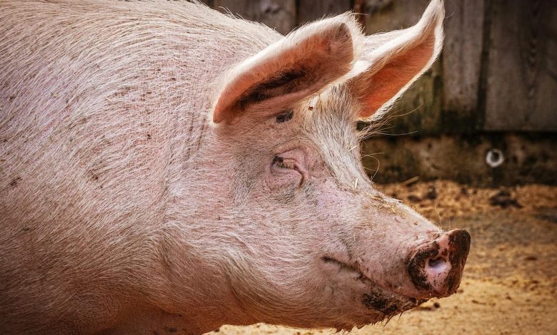 Missing Polish farmer probably eaten by his own pigs