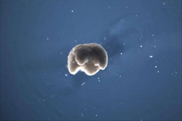 Scientists develop new life form: the ‘living robot’