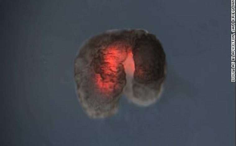 Scientists develop new life form: the ‘living robot’