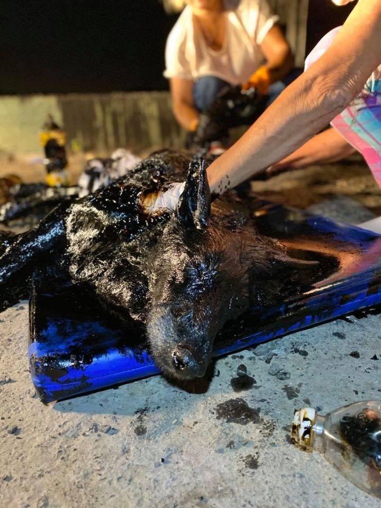 Gruesome: Animal lovers save dog completely covered with tar