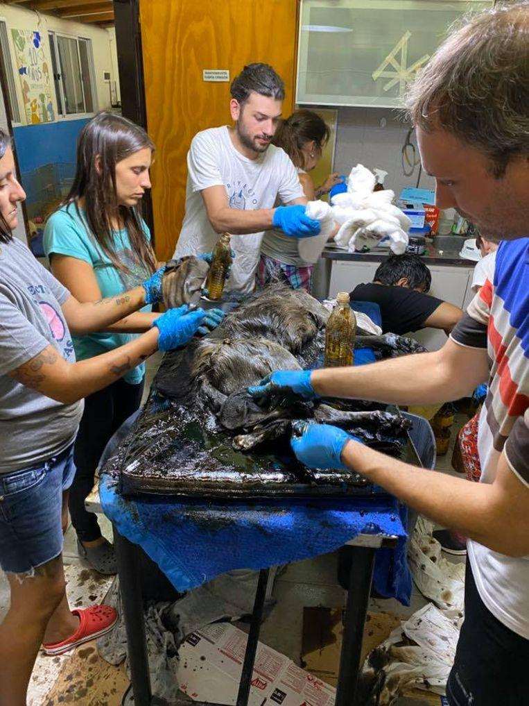 Eight volunteers do everything to get rid of the tar.