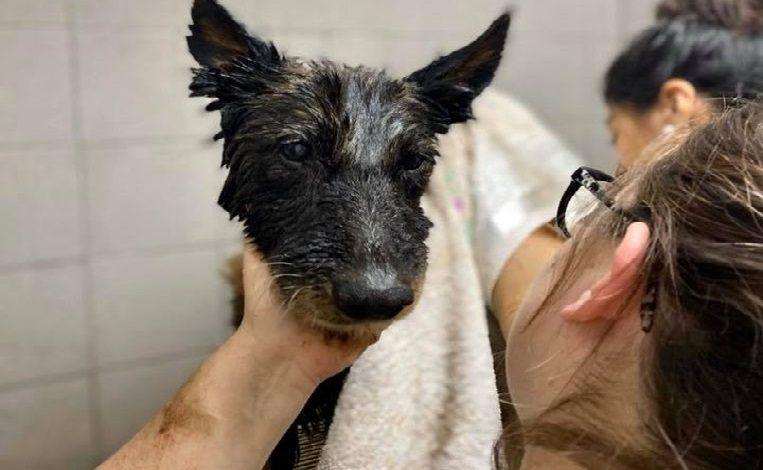 Gruesome: Animal lovers save dog completely covered with tar