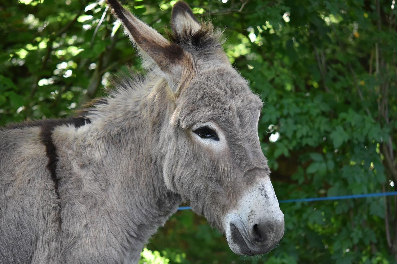 What to know why Kenya ban slaughtering of Donkeys