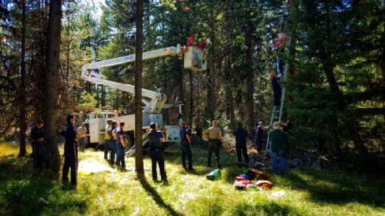 70-year-old dangles upside down in a tree for two days
