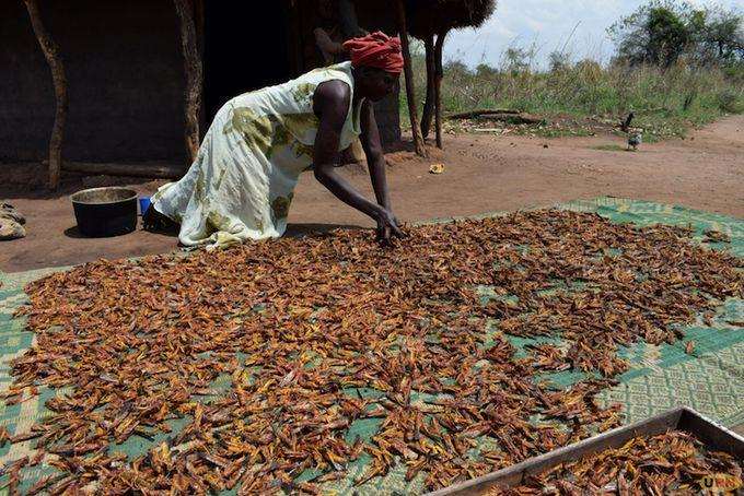 Locusts invasion in Uganda:  residents turn locusts into food