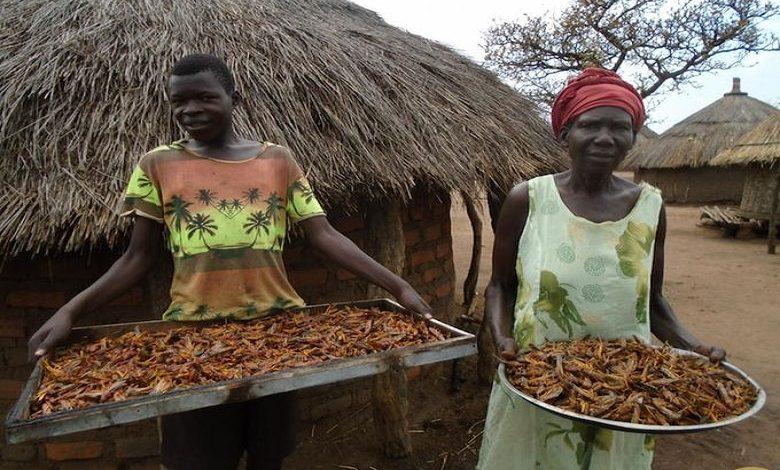 Locusts invasion in Uganda: residents turn locusts into food