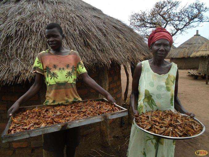 Locusts invasion in Uganda:  residents turn locusts into food