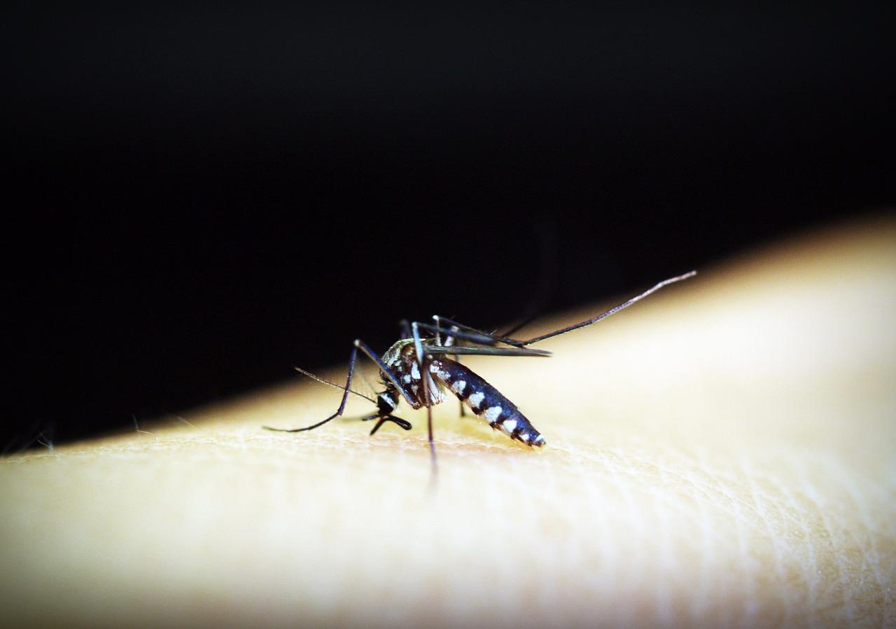 “Big breakthrough”: scientists discover how malaria parasite spreads
