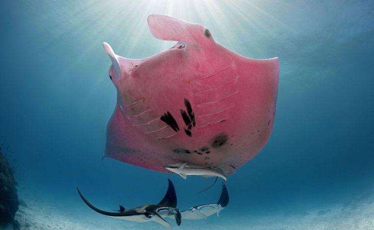 Photographer captures unique pink giant manta on camera
