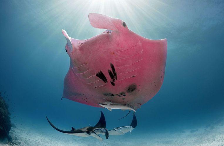 Photographer captures unique pink giant manta on camera