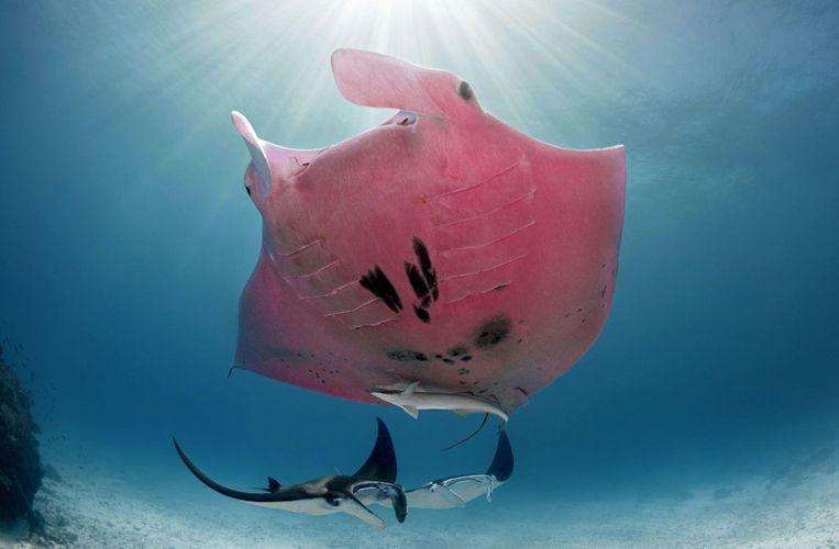 The pink giant manta Inspector Clouseau