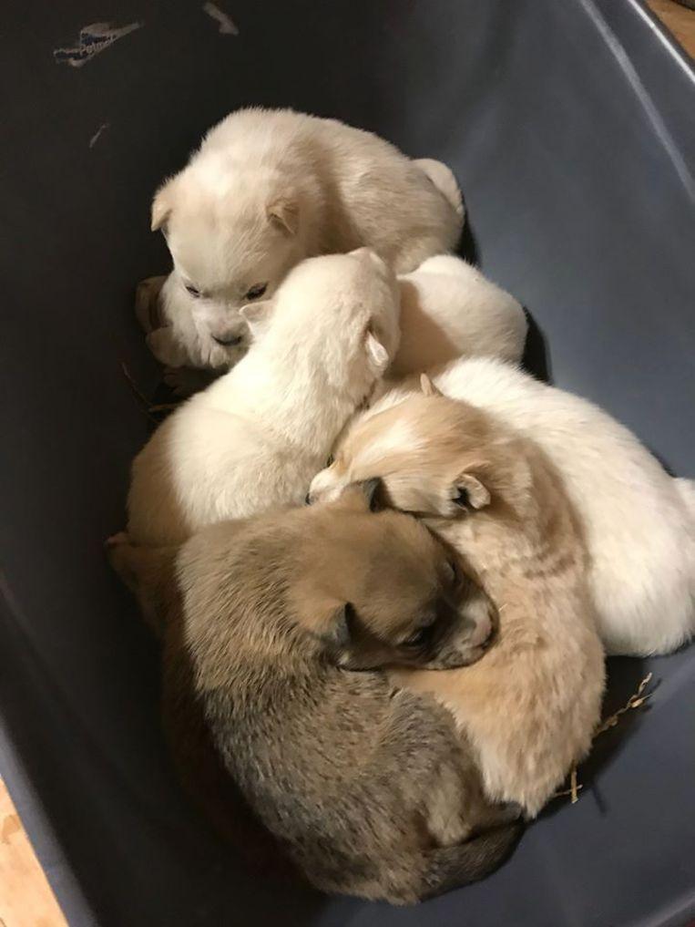 The hungry puppies quickly recovered.