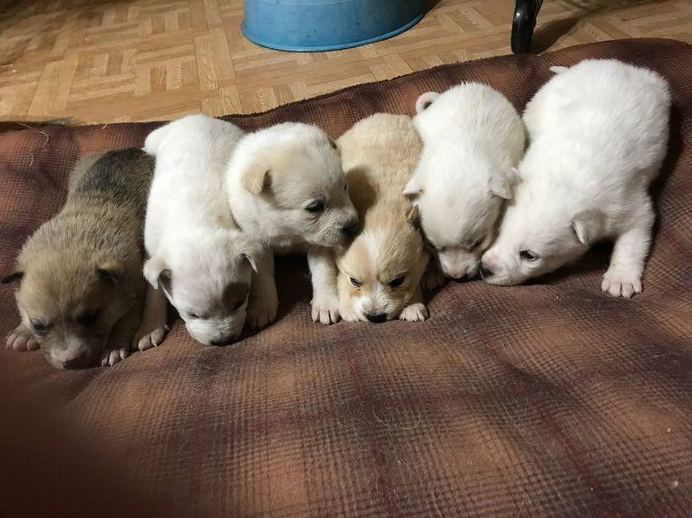 Mamahood and six pups survive as by miracle in bitter cold