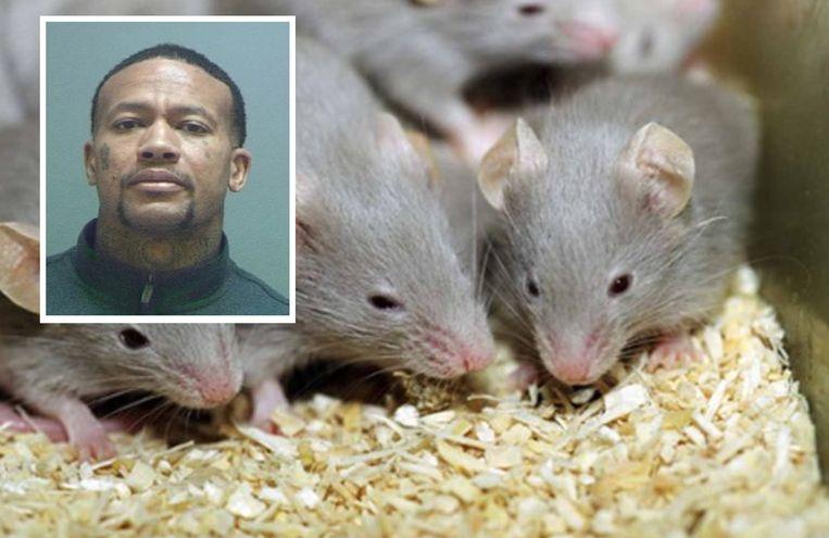 Slinky trading: Man releases rodents and demands free hotel room
