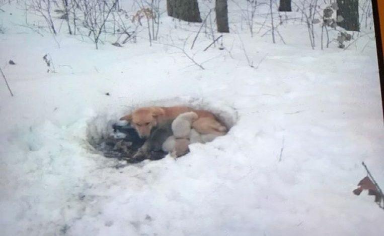 Mamahood and six pups survive as by miracle in bitter cold