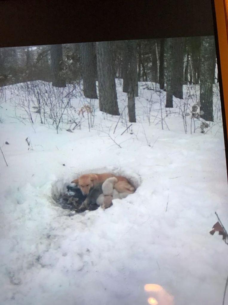 The body temperature of the huddled animals had melted 'their' piece of snow.