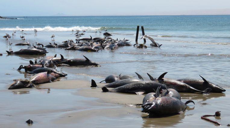 Namibia investigates the mysterious death of 86 dolphins