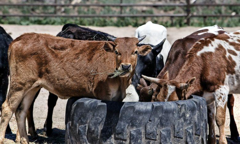Chad pays Angola a debt of $100 million with cattle