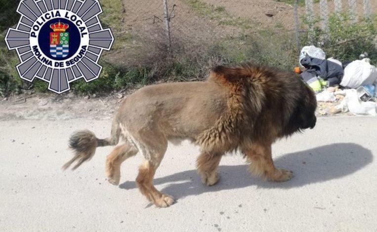 Free-roaming lion in Spain turns out to be a dog