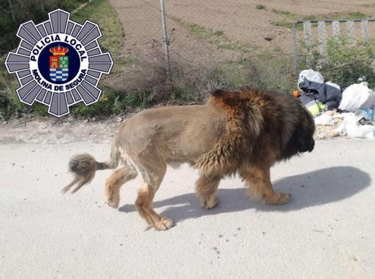 Free-roaming lion in Spain turns out to be a dog