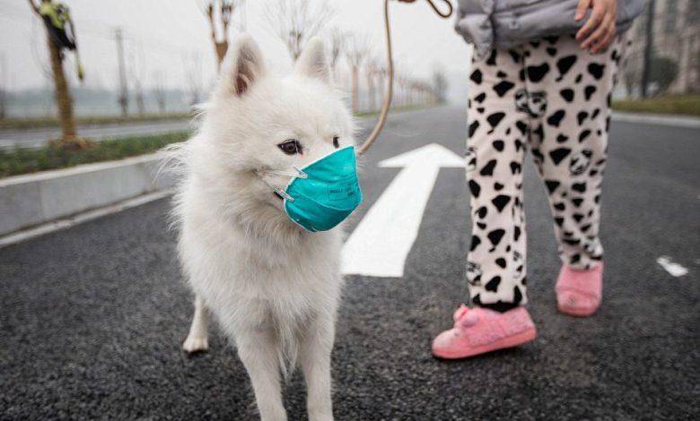 First dog with coronavirus in Hong Kong in quarantine