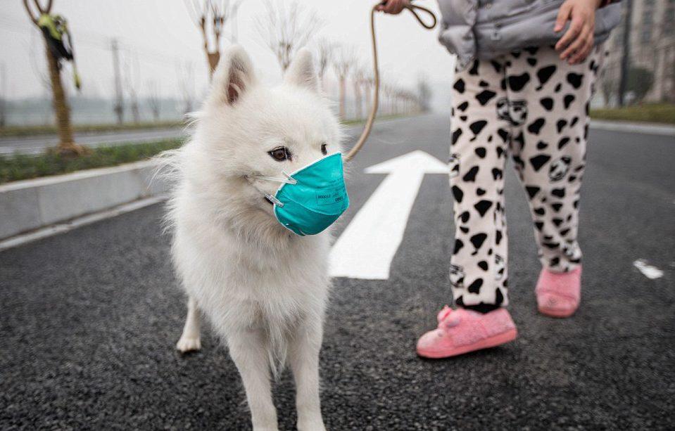 First dog with coronavirus in Hong Kong in quarantine