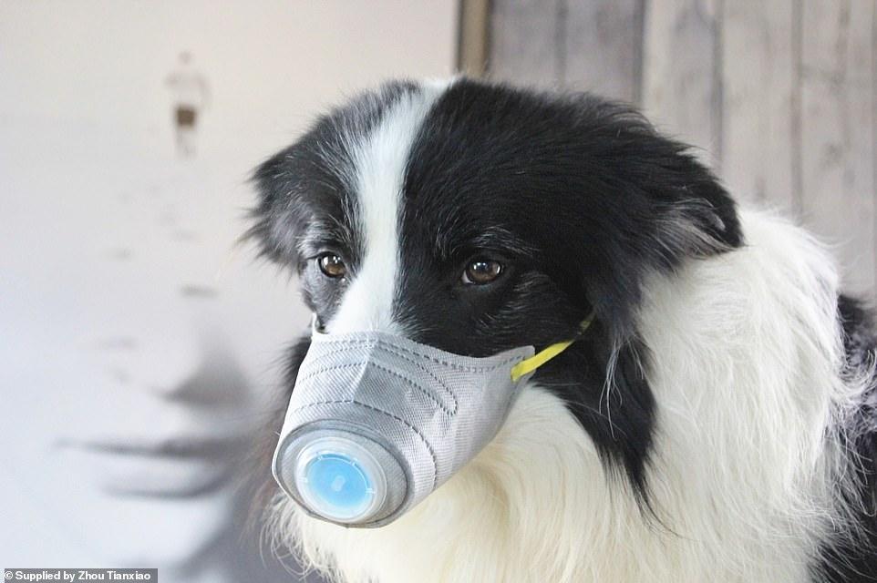 First dog with coronavirus in Hong Kong in quarantine 