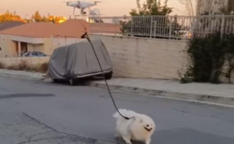 Quarantine owner walks dog with a remote-controlled drone