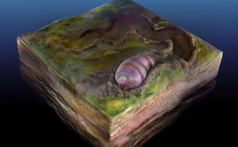 Worm-like organism is ancestor of virtually all animals, including humans
