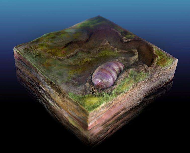 Artistic impression of Ikaria wariootia, who lived 555 million years ago.