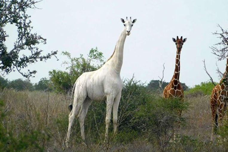 Rare white giraffe and her calf killed in Kenya