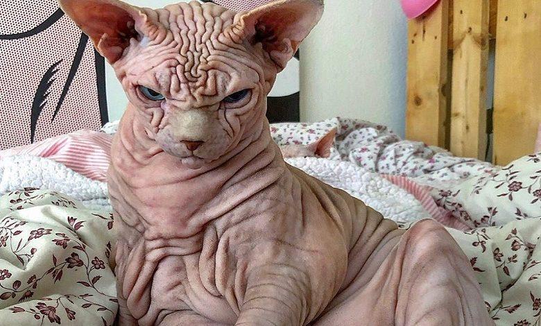“He doesn’t hurt a fly”: Extremely wrinkly and ‘cranky’ cat