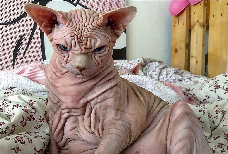“He doesn’t hurt a fly”: Extremely wrinkly and ‘cranky’ cat