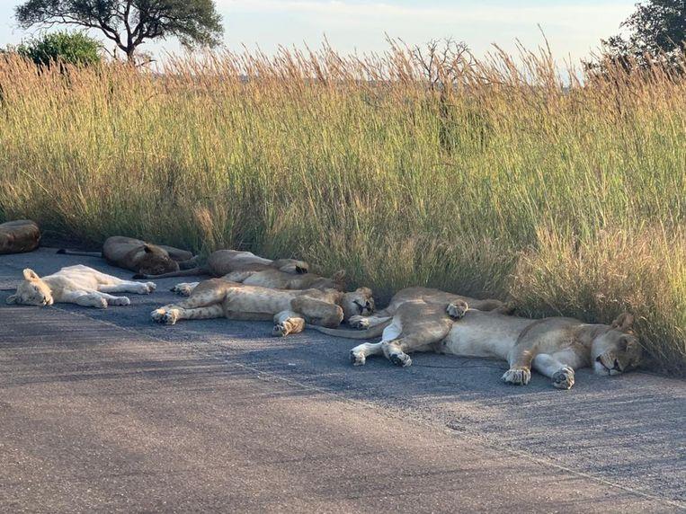 Lockdown: Lions in Kruger Park enjoying the road in South Africa   