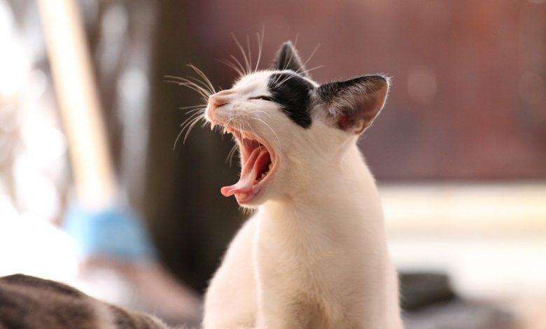 Now cat in Hong Kong also positive for coronavirus
