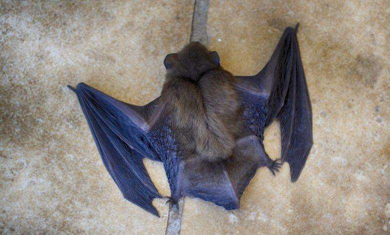 2 years ago, US diplomats warned risky research on bats in a lab in Wuhan