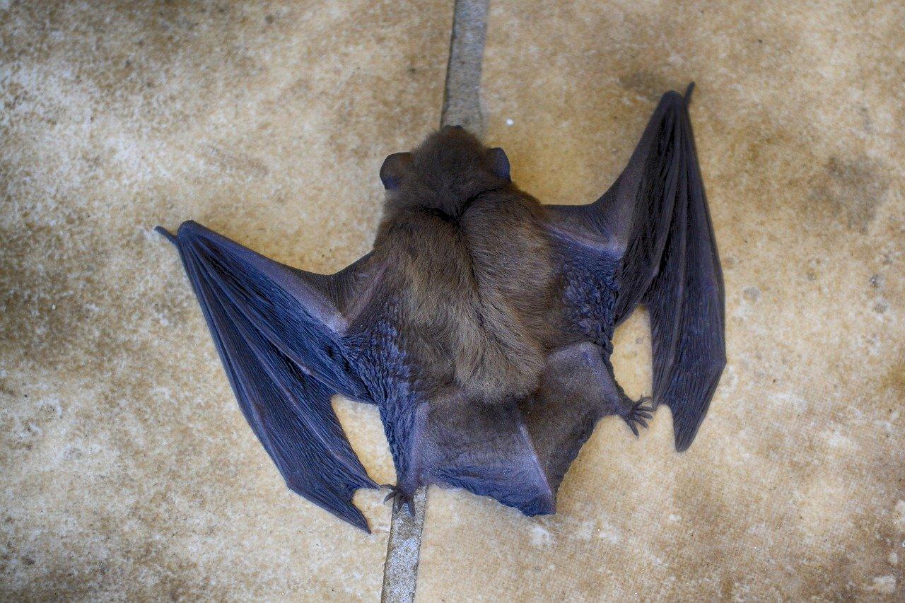 2 years ago, US diplomats warned risky research on bats in a lab in Wuhan
