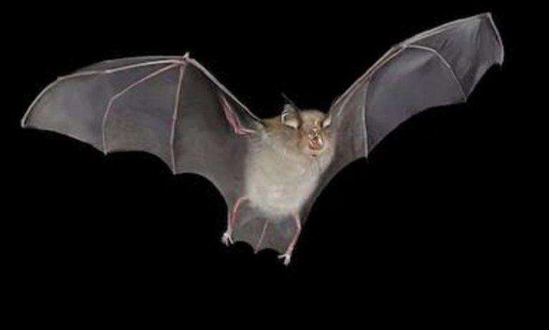 Virus hunters found possible precursors of new coronavirus in Chinese cave in 2013