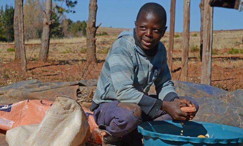 Increase of Child labor on cocoa plantations in Africa