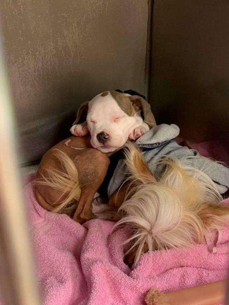 This Dog picks out the softest four-legged friend every day for naps