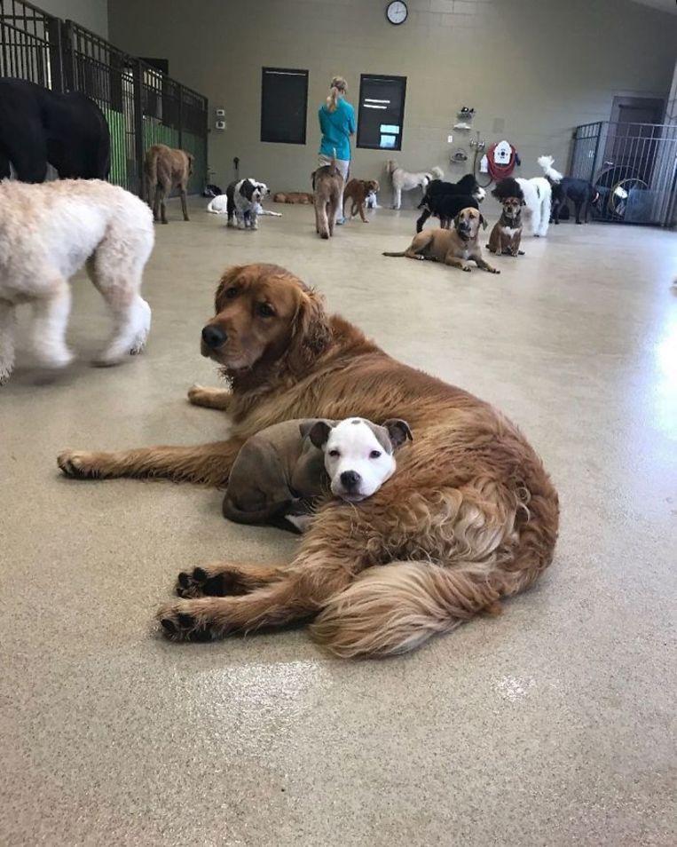 This Dog picks out the softest four-legged friend every day for naps