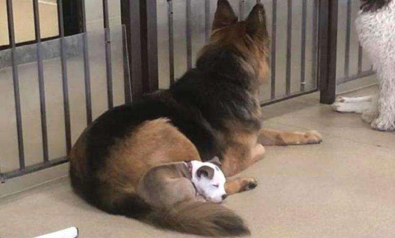 This Dog picks out the softest four-legged friend every day for naps