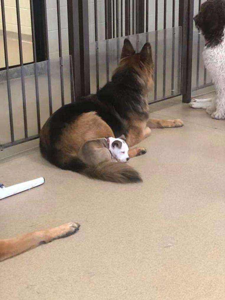 Edna's been doing it since she was a little pup.